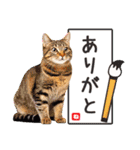 かわいい猫写真♪お正月・新年のご挨拶2025（個別スタンプ：12）