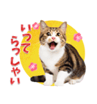 かわいい猫写真♪お正月・新年のご挨拶2025（個別スタンプ：13）