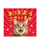 かわいい猫写真♪お正月・新年のご挨拶2025（個別スタンプ：19）