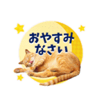 かわいい猫写真♪お正月・新年のご挨拶2025（個別スタンプ：20）