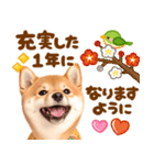 飛び出す♡柴犬わんこの年末年始（個別スタンプ：13）