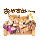 飛び出す♡柴犬わんこの年末年始（個別スタンプ：22）