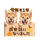 飛び出す♡柴犬わんこの年末年始（個別スタンプ：23）