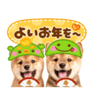 飛び出す♡柴犬わんこの年末年始（個別スタンプ：24）