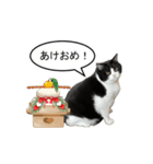 正月猫達（個別スタンプ：6）