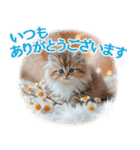 【年末年始＆冬】かわいい子猫☆敬語・丁寧（個別スタンプ：12）