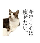 猫田家ついか。（個別スタンプ：4）