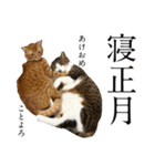 猫田家ついか。（個別スタンプ：6）