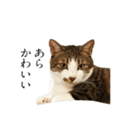 猫田家ついか。（個別スタンプ：7）