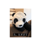 大人っぽパンタンさん（個別スタンプ：11）