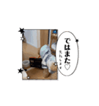 マルプーのタラお（個別スタンプ：7）