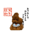 トイプーの新年挨拶スタンプ（個別スタンプ：1）