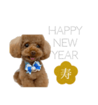 トイプーの新年挨拶スタンプ（個別スタンプ：2）