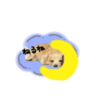 のんびりチワックス犬（個別スタンプ：3）