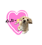 のんびりチワックス犬（個別スタンプ：4）