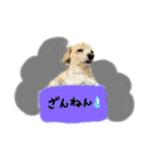 のんびりチワックス犬（個別スタンプ：5）