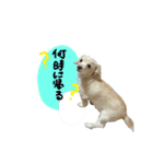 のんびりチワックス犬（個別スタンプ：6）