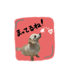 のんびりチワックス犬（個別スタンプ：7）