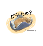 のんびりチワックス犬（個別スタンプ：8）