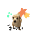 のんびりチワックス犬（個別スタンプ：9）