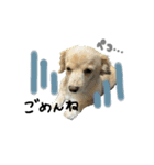 のんびりチワックス犬（個別スタンプ：10）