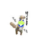 のんびりチワックス犬（個別スタンプ：11）