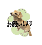のんびりチワックス犬（個別スタンプ：15）