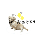 のんびりチワックス犬（個別スタンプ：16）