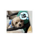 愛犬わんわん丸（個別スタンプ：1）