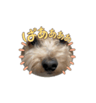 愛犬わんわん丸（個別スタンプ：6）