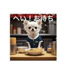 人間のようなチワワさん1（個別スタンプ：2）