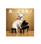 人間のようなチワワさん1（個別スタンプ：10）
