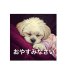 とても元気なシーズーさん3（個別スタンプ：2）