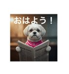 とても元気なシーズーさん3（個別スタンプ：5）