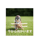とても元気なシーズーさん3（個別スタンプ：6）