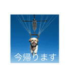とても元気なシーズーさん3（個別スタンプ：9）