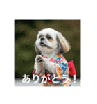 とても元気なシーズーさん3（個別スタンプ：13）