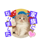 ねこまーち プリプリプリンセス（個別スタンプ：8）