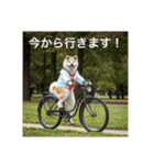 アクティブ秋田犬さん（個別スタンプ：1）