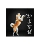 アクティブ秋田犬さん（個別スタンプ：4）