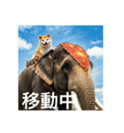 アクティブ秋田犬さん（個別スタンプ：7）
