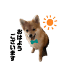 子犬きなこの日常スタンプ( ᴖ_ᴖ )oO（個別スタンプ：1）