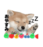 子犬きなこの日常スタンプ( ᴖ_ᴖ )oO（個別スタンプ：2）