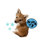 子犬きなこの日常スタンプ( ᴖ_ᴖ )oO（個別スタンプ：3）