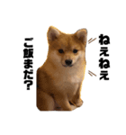 子犬きなこの日常スタンプ( ᴖ_ᴖ )oO（個別スタンプ：4）