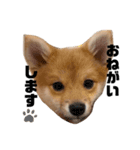 子犬きなこの日常スタンプ( ᴖ_ᴖ )oO（個別スタンプ：5）