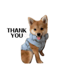 子犬きなこの日常スタンプ( ᴖ_ᴖ )oO（個別スタンプ：6）