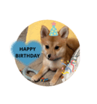 子犬きなこの日常スタンプ( ᴖ_ᴖ )oO（個別スタンプ：7）