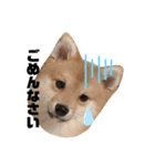 子犬きなこの日常スタンプ( ᴖ_ᴖ )oO（個別スタンプ：8）