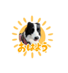 ボーダーコリーのあんこ（個別スタンプ：1）